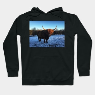 Scottish Highland Cattle Cow 2243 Hoodie